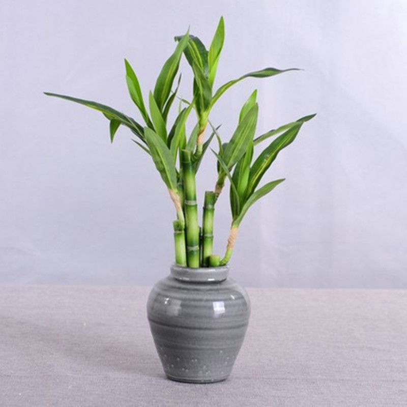 New 40cm rFtificial Lucky Bamb - Desk Setup Green ulasan dan harga