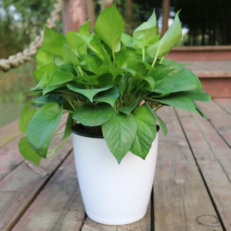 Lazy Flower Automatic Pot Flow - Desk Setup Green ulasan dan harga